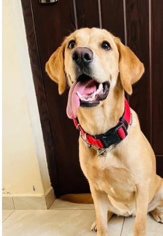 Labrador sentado con la lengua de fuera